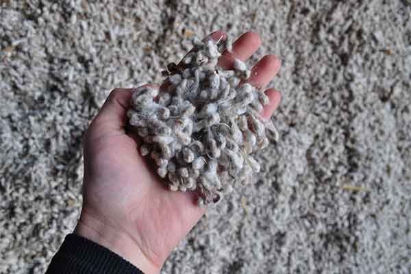 delinted cotton seed